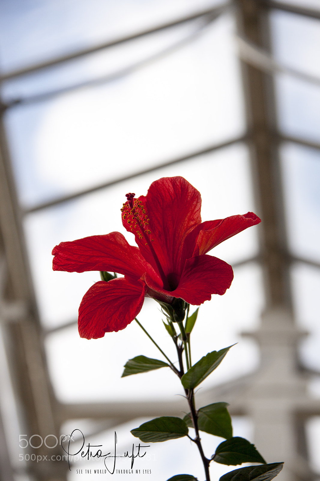 Canon EOS 50D sample photo. Red flower photography