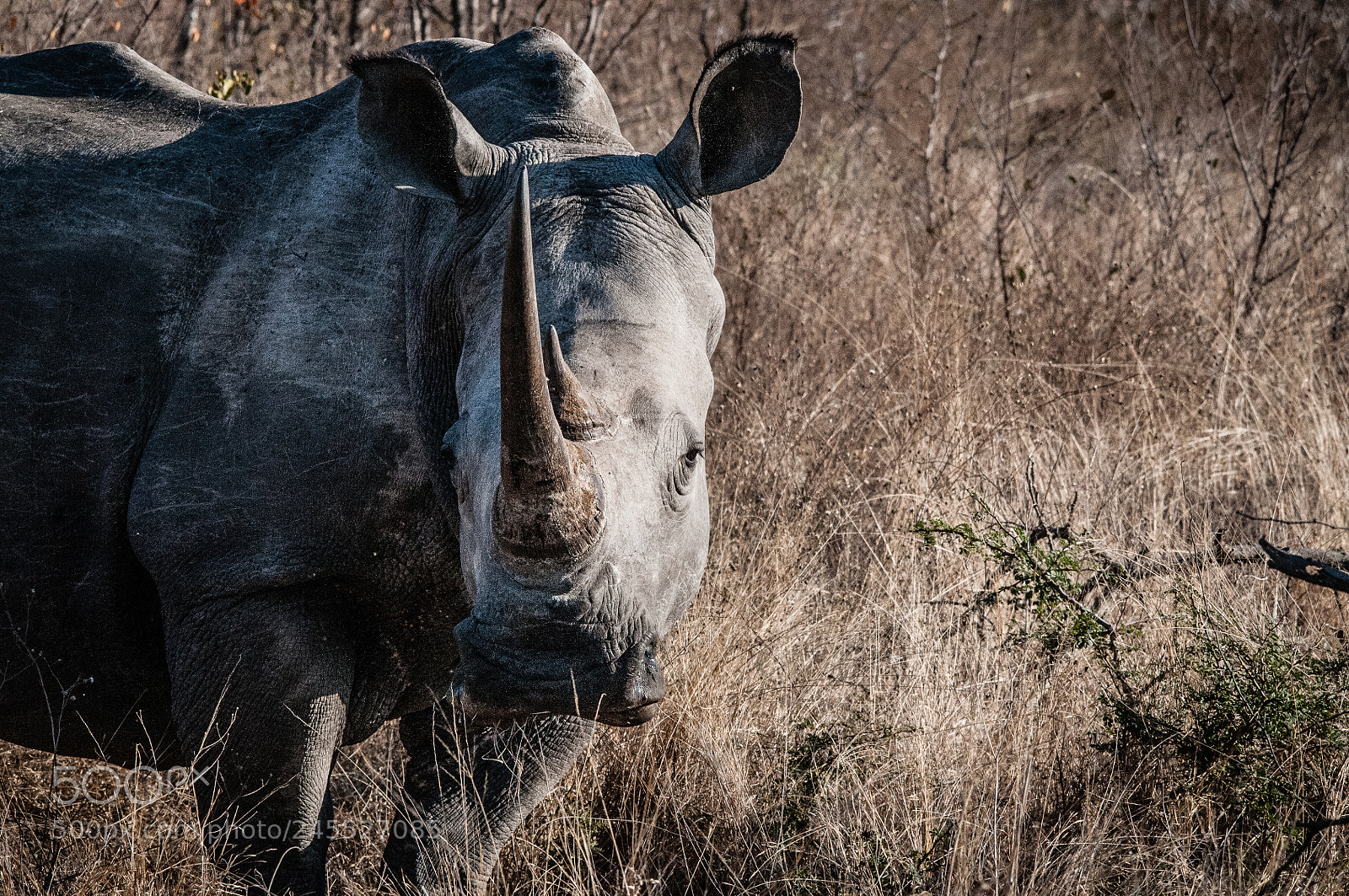 Nikon D300S sample photo. Rhino at krugher park photography