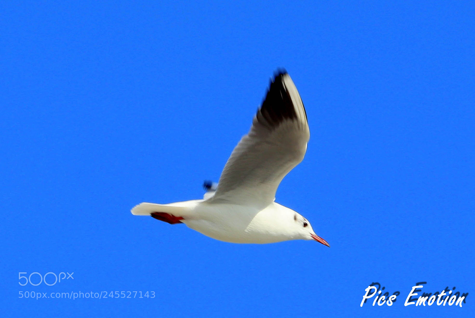 Canon EOS 77D (EOS 9000D / EOS 770D) sample photo. Seagull photography