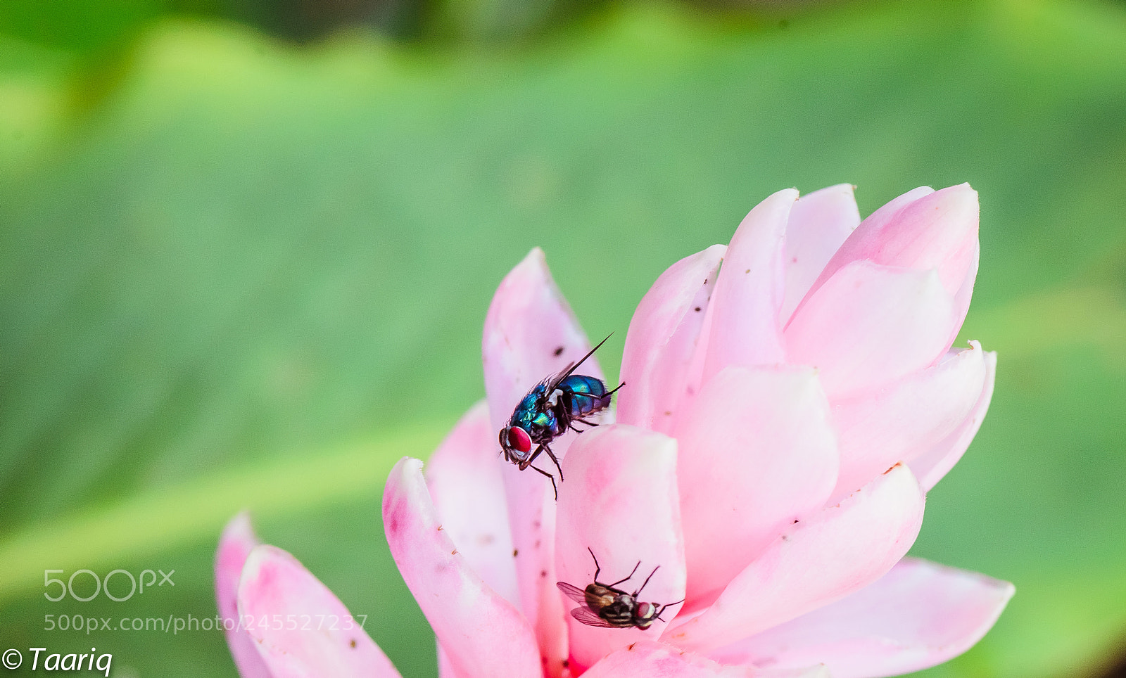 Nikon D610 sample photo. Flies resting on flower photography