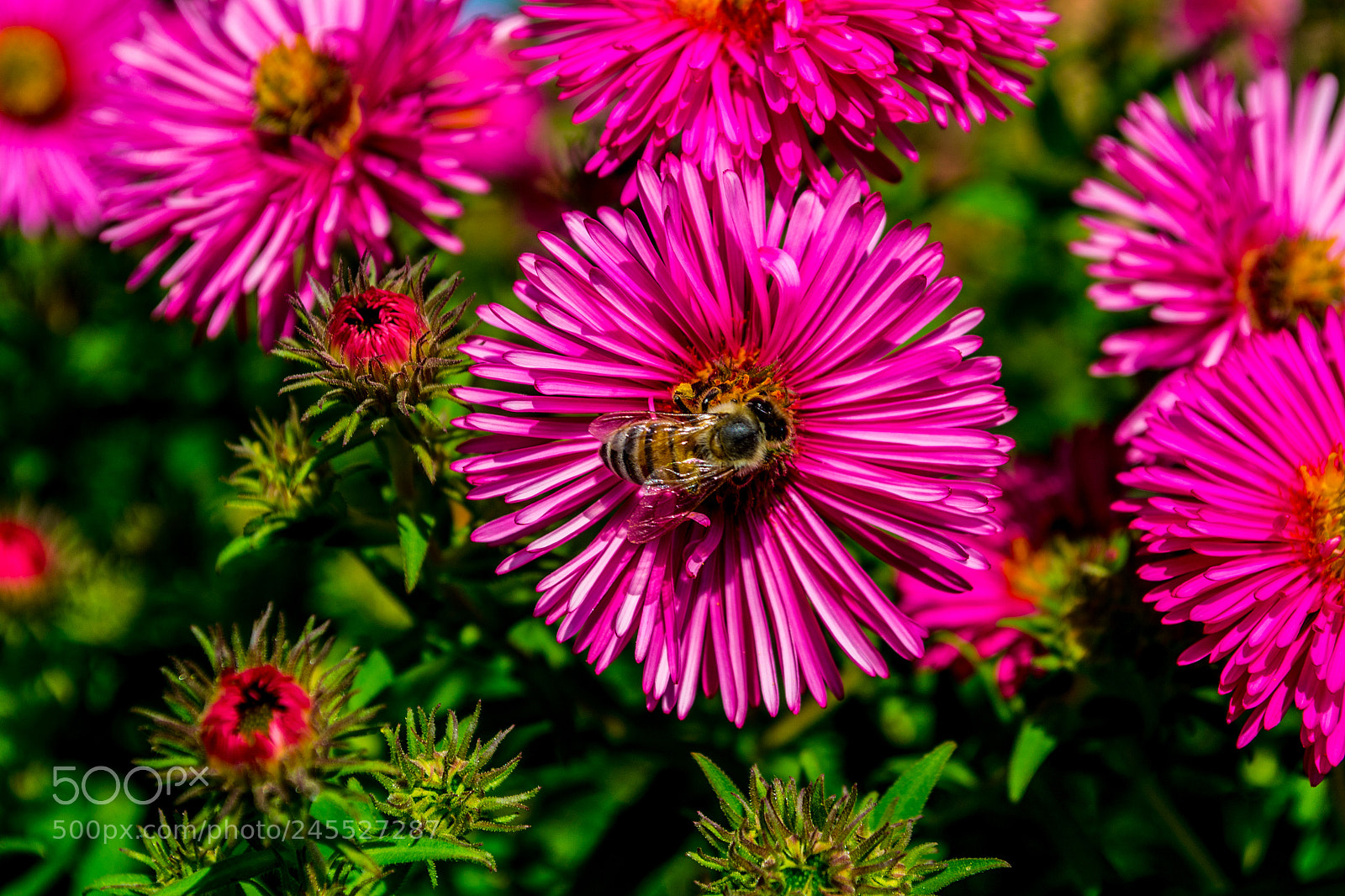 Nikon D3100 sample photo. The bee and the photography
