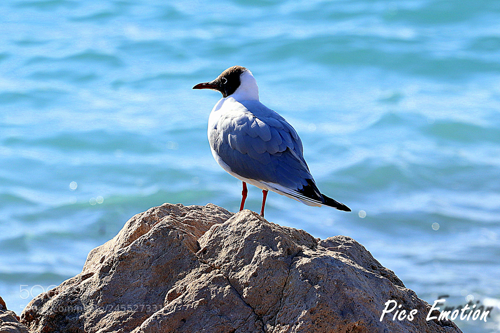 Canon EOS 77D (EOS 9000D / EOS 770D) sample photo. Seagull photography