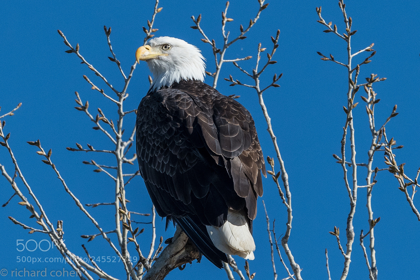 Nikon D850 sample photo. Duck or goose for photography
