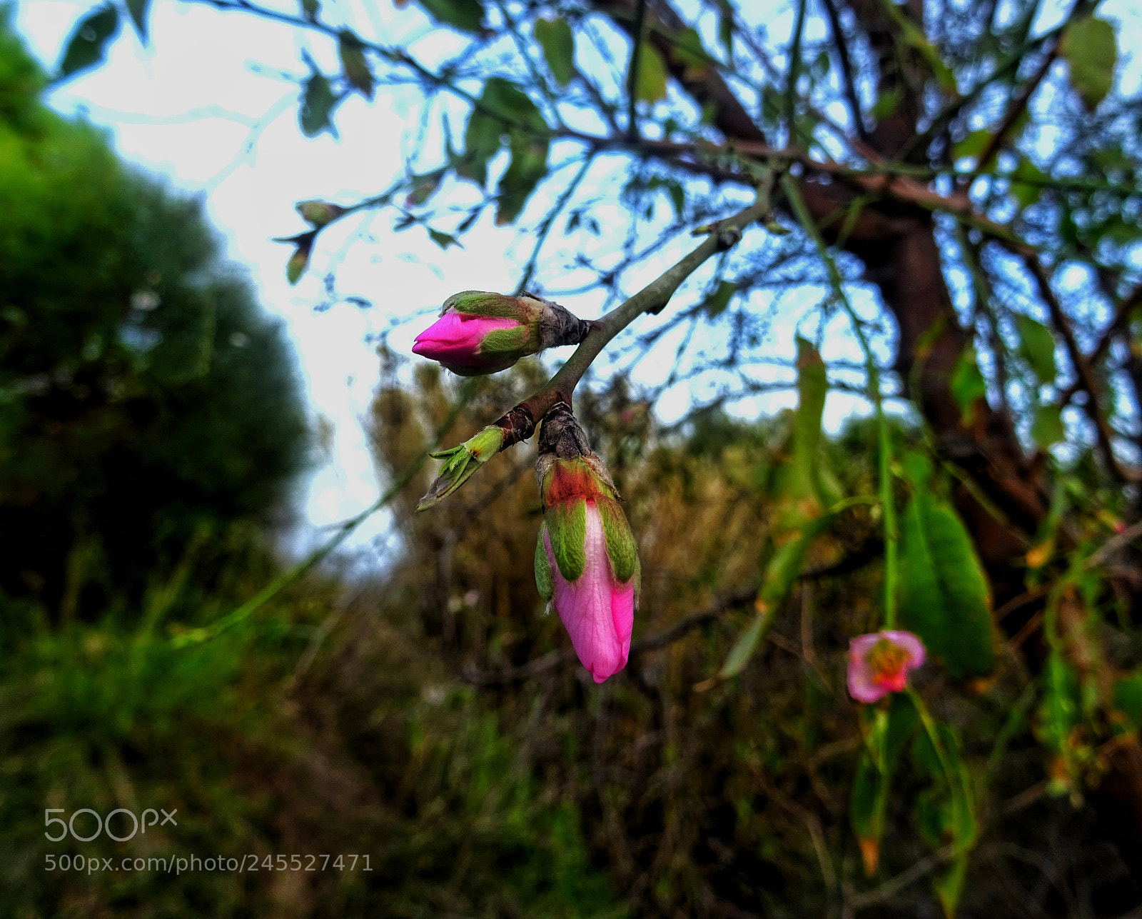 Sony DSC-HX60 sample photo. Almond tree blossoms photography