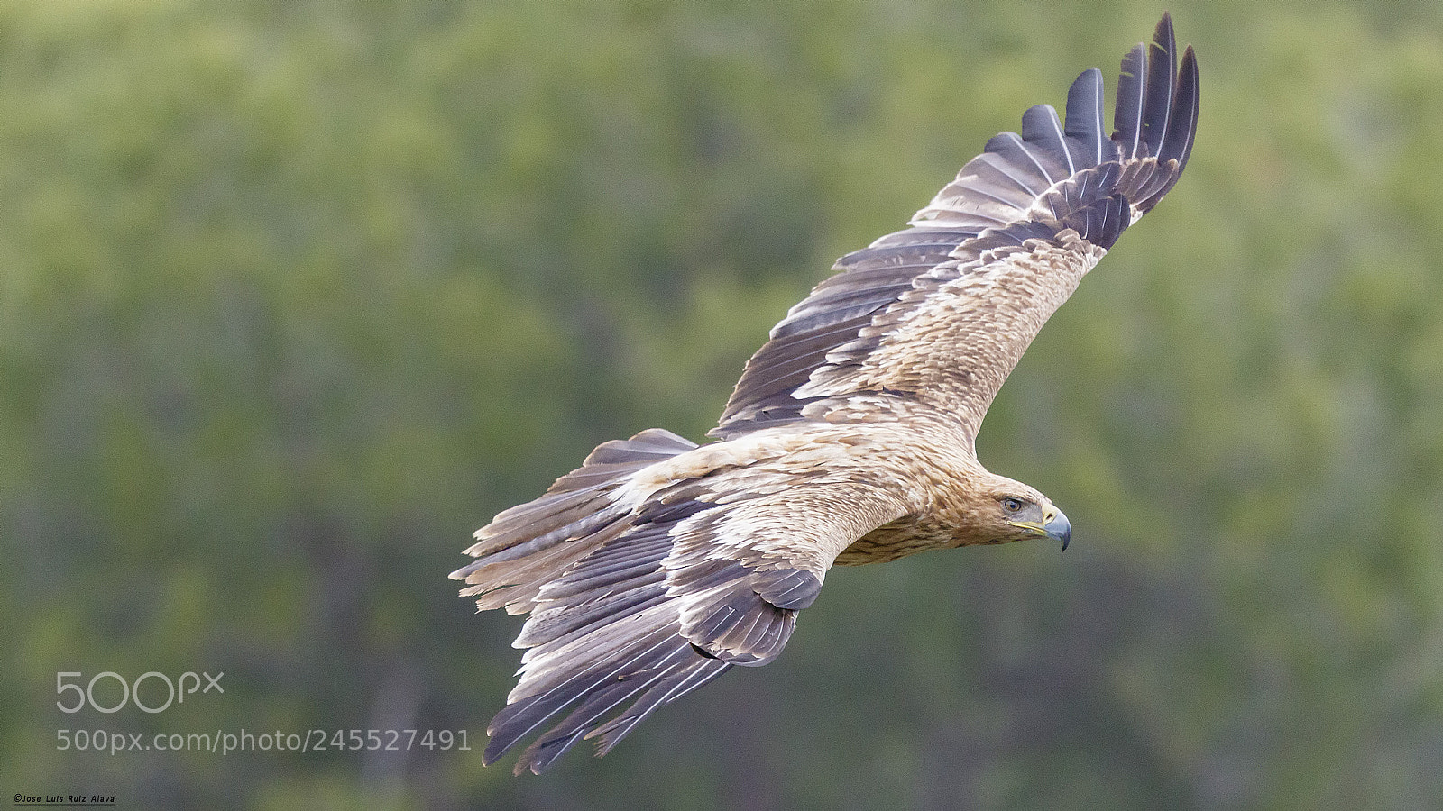 Canon EOS 7D Mark II sample photo. Imperial flight (aquila adalberti) photography