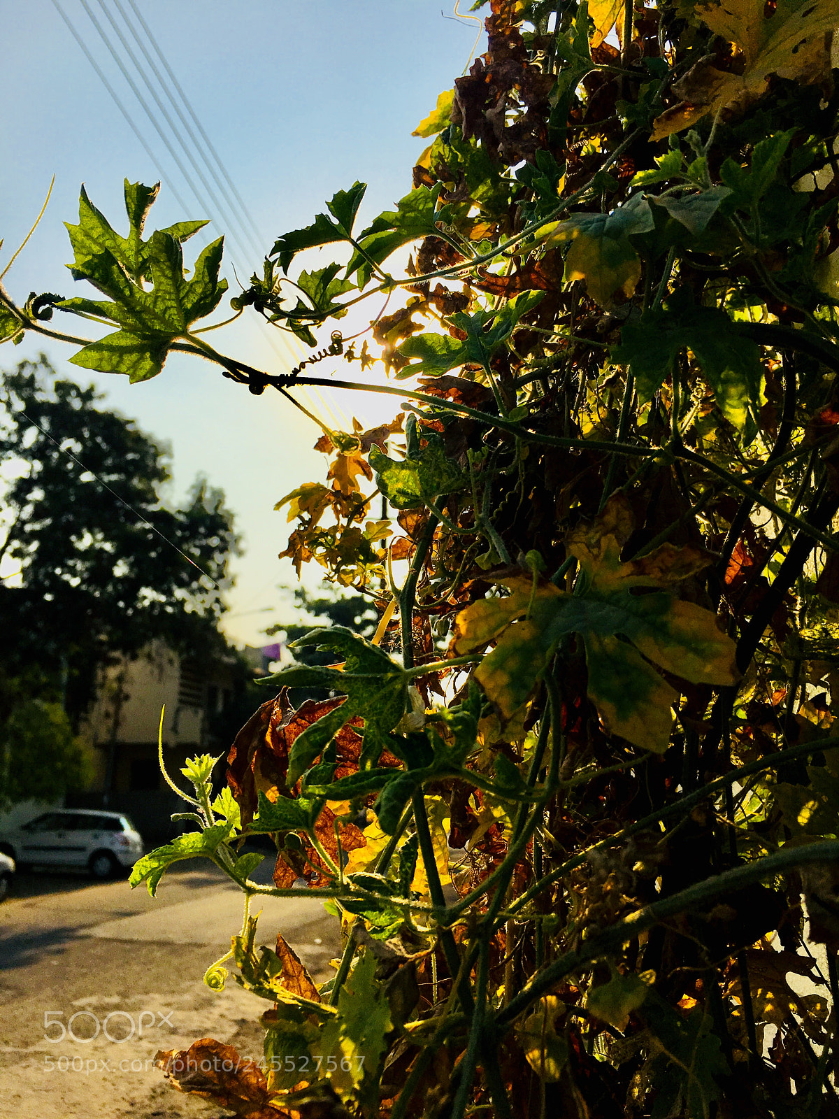 Apple iPhone 6s sample photo. Untitled photography