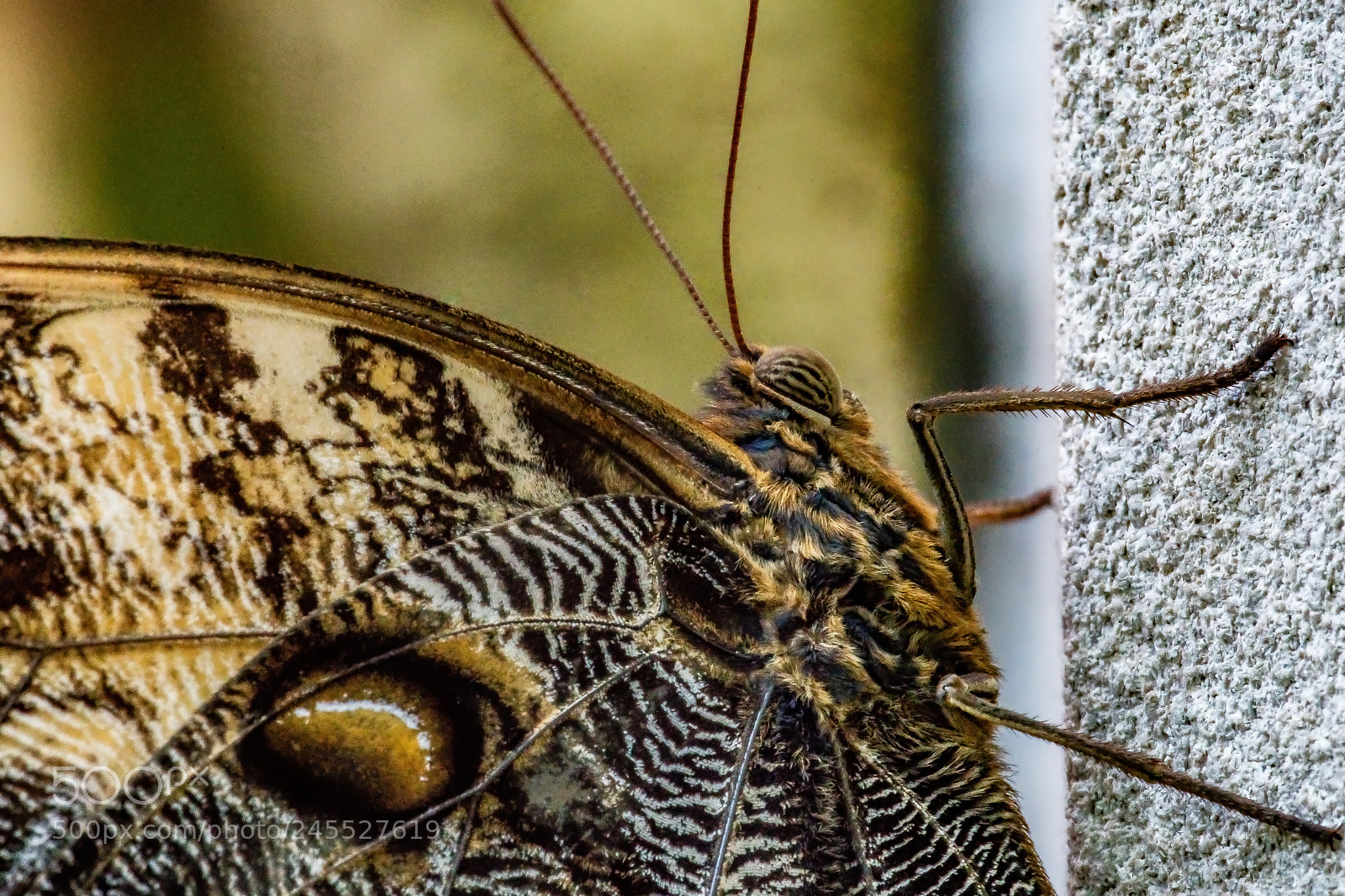 Sony a9 sample photo. Up close and personal photography