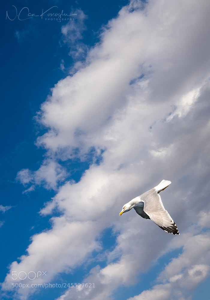 Fujifilm X-T1 sample photo. Dive photography