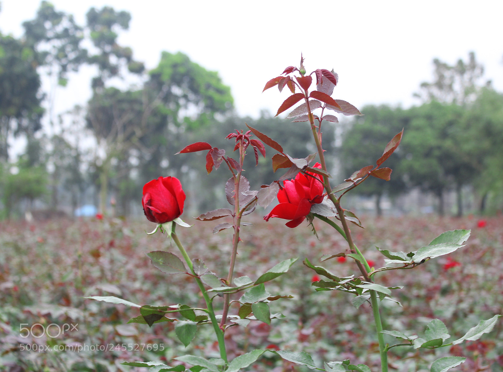 Canon EOS 1300D (EOS Rebel T6 / EOS Kiss X80) sample photo. Beautiful rose photography