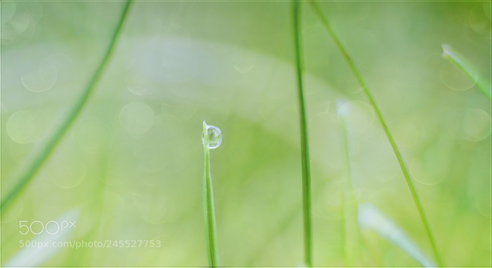Sony a7R II sample photo. Wenn der eine tropfen photography