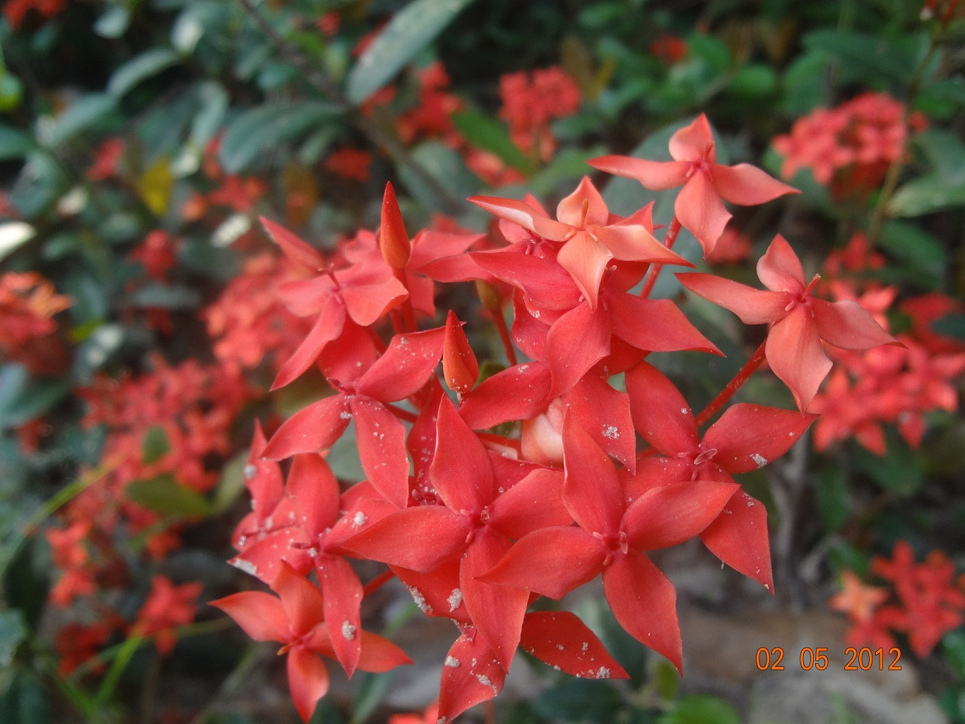 Sony DSC-WX7 sample photo. Flowers photography