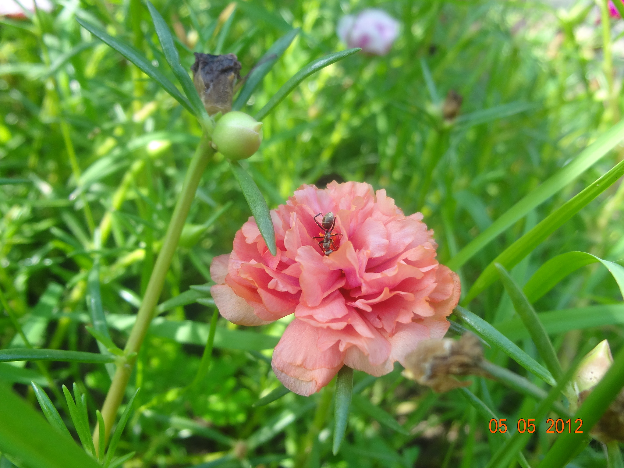 Sony DSC-WX7 sample photo. Flowers photography