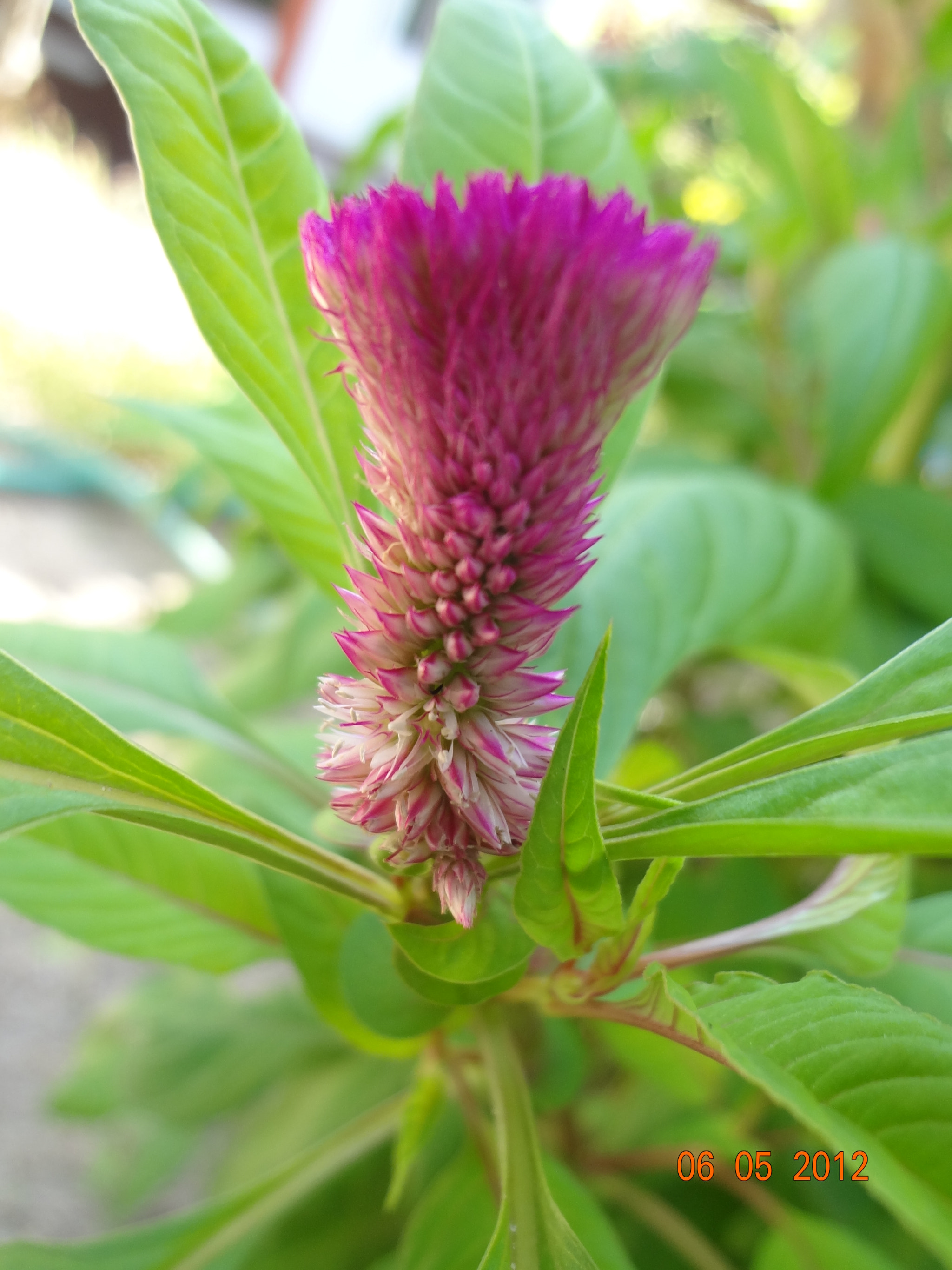 Sony DSC-WX7 sample photo. Flowers photography