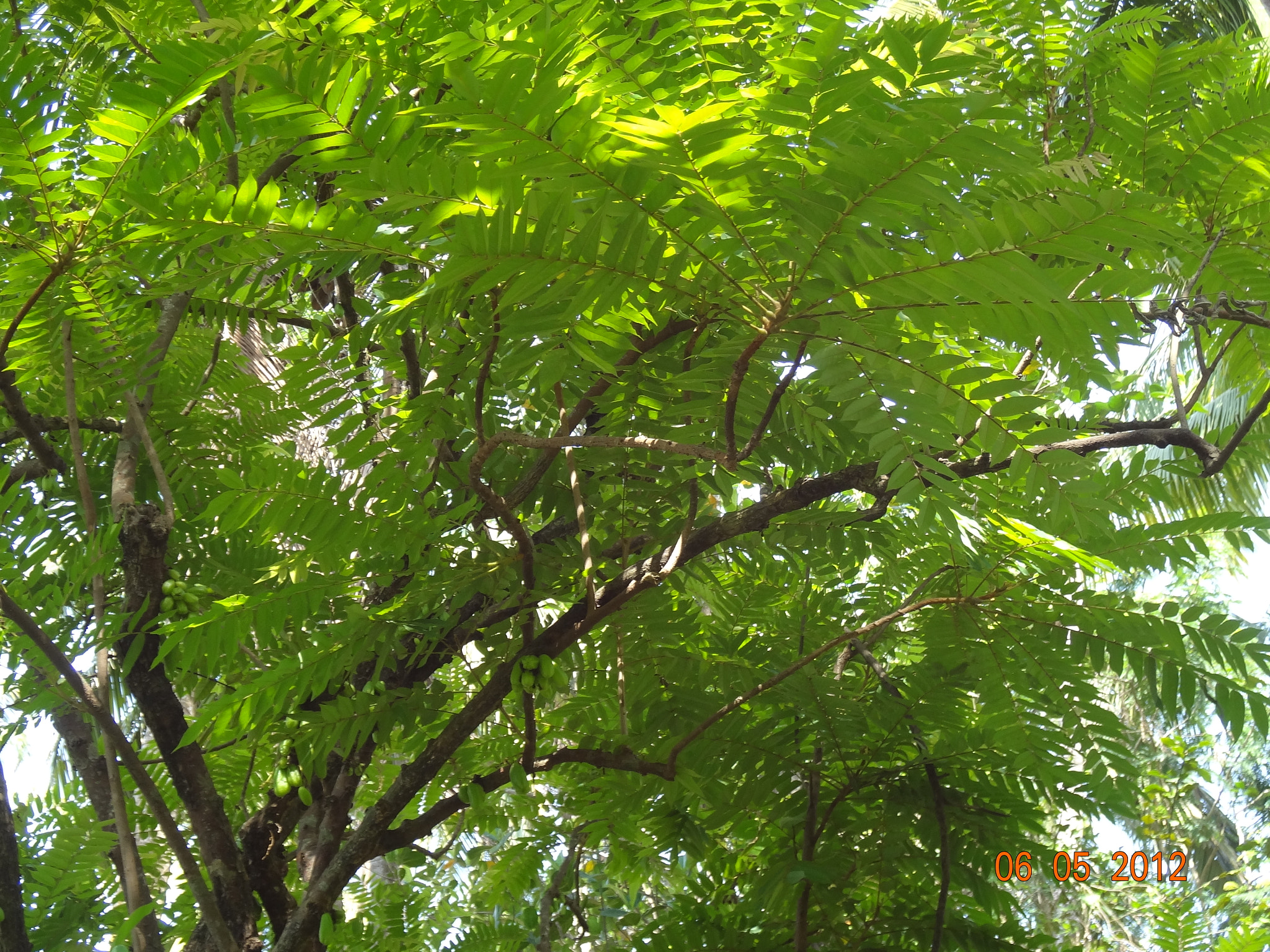 Sony DSC-WX7 sample photo. Flowers photography
