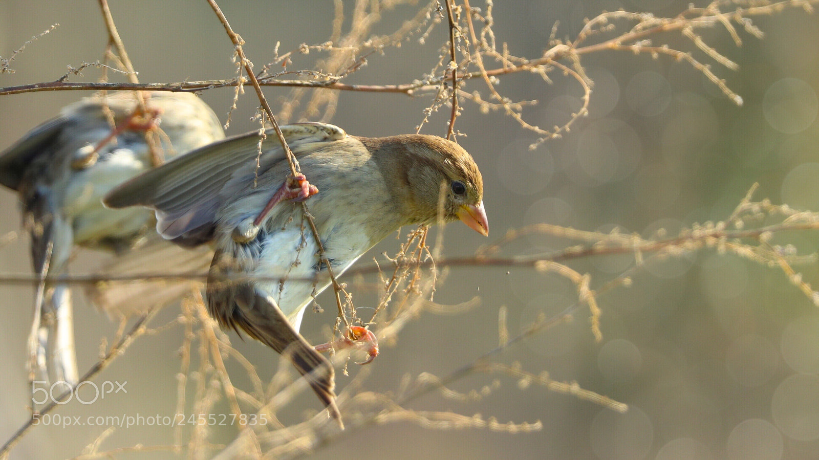Canon EOS-1D X Mark II sample photo. Untitled photography