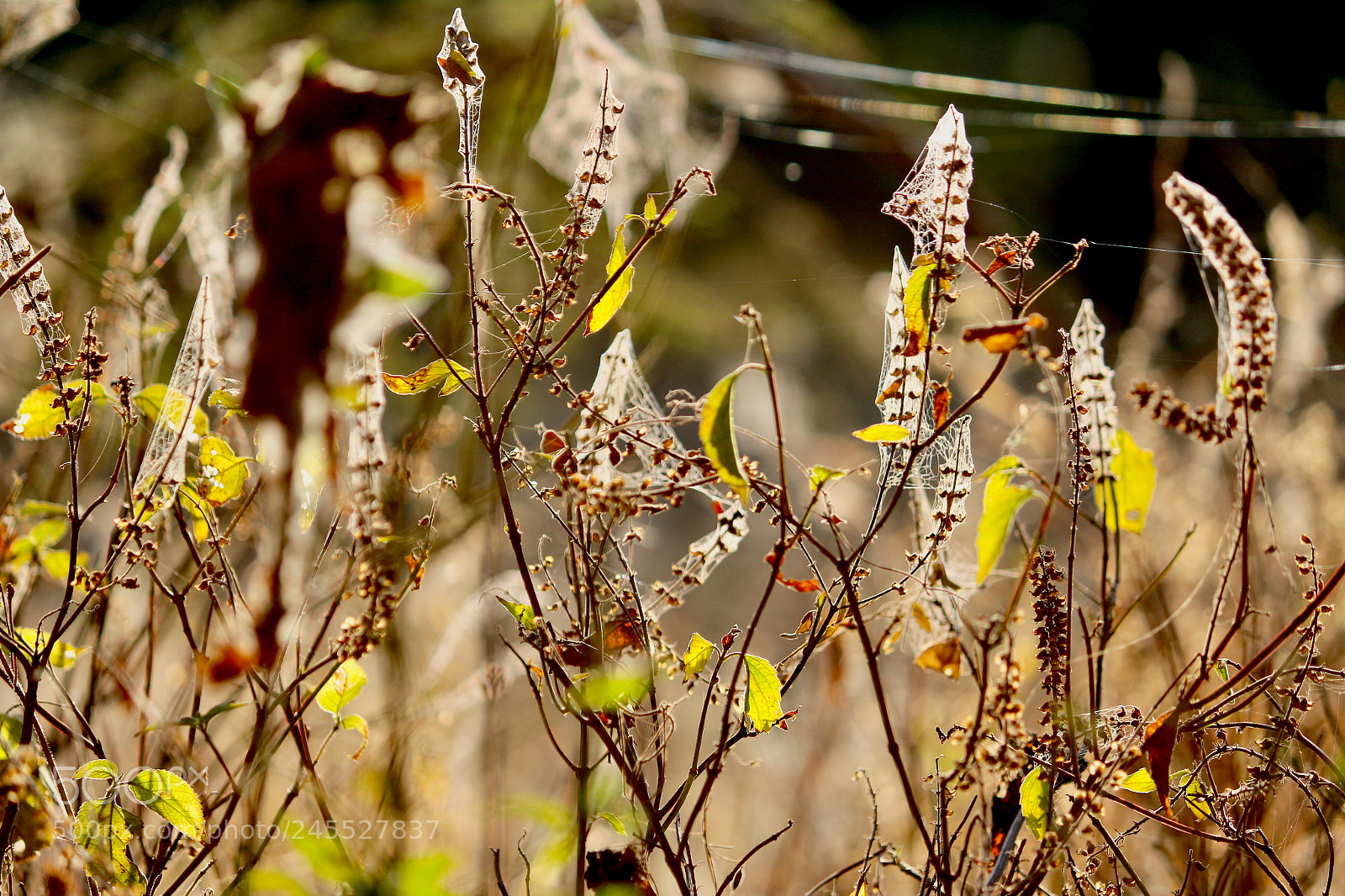 Canon EOS 700D (EOS Rebel T5i / EOS Kiss X7i) sample photo. Untitled photography