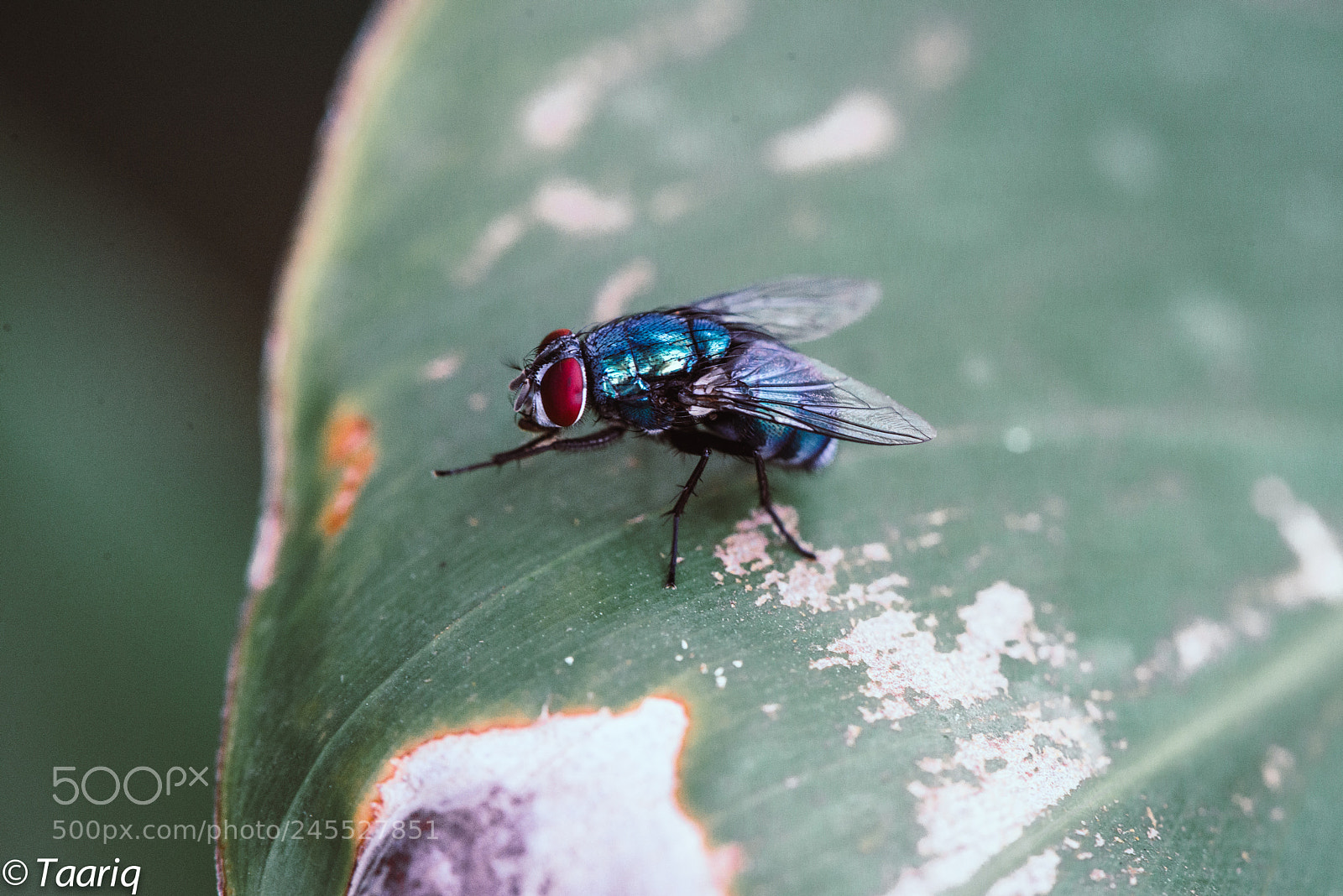Nikon D610 sample photo. Resting fly photography