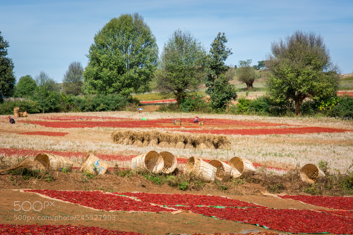 Nikon D7100 sample photo. Drying the chilli peppers photography