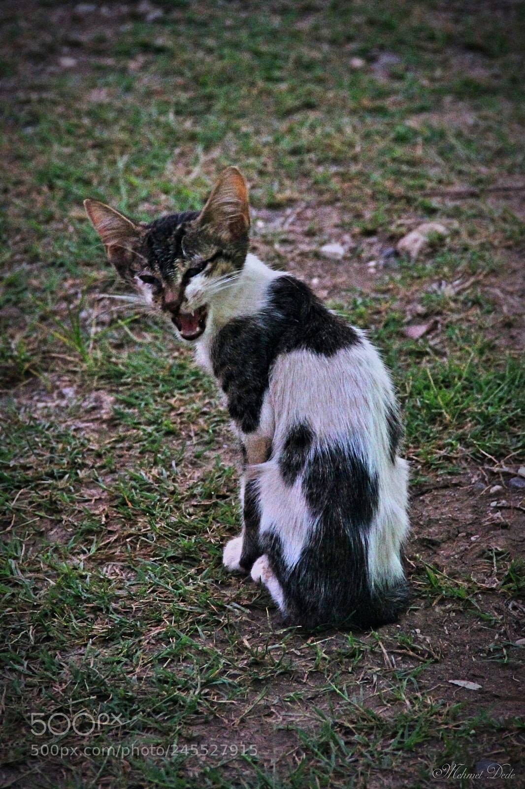 Canon EOS 600D (Rebel EOS T3i / EOS Kiss X5) sample photo. Roar photography