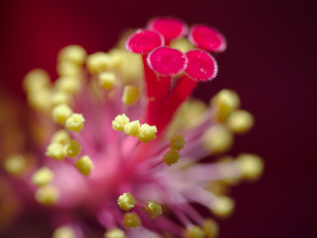 Canon EF 100mm F2.8 Macro USM sample photo. Hibiscus photography