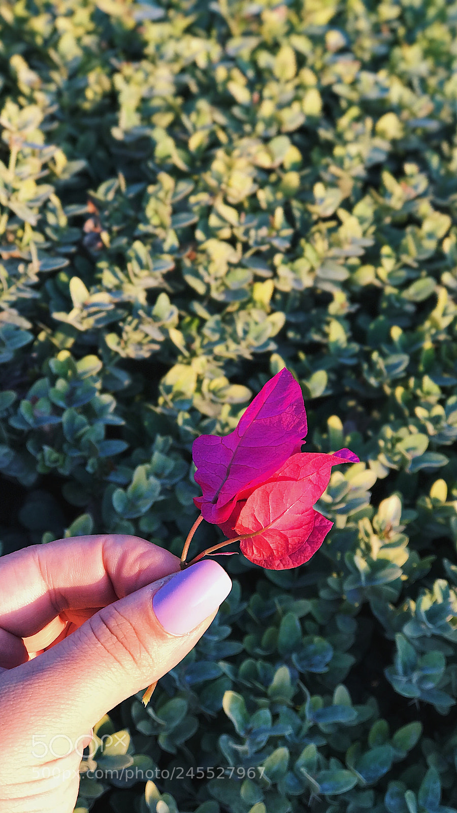 Apple iPhone 7 Plus sample photo. Untitled photography