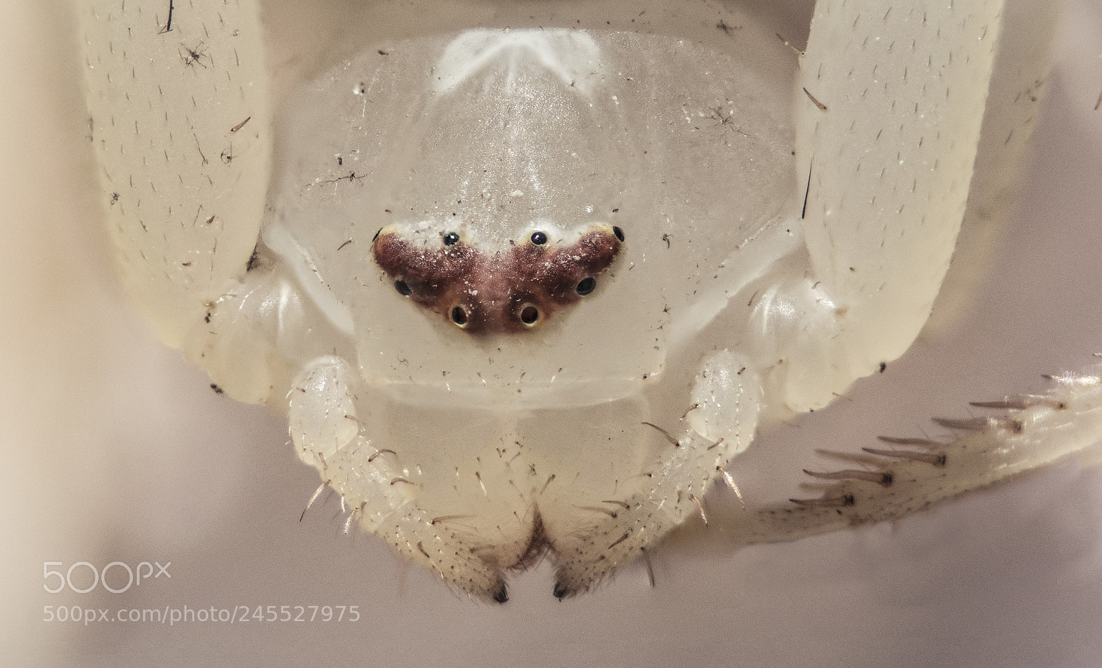 Nikon D5200 sample photo. Crab spider macro focus photography