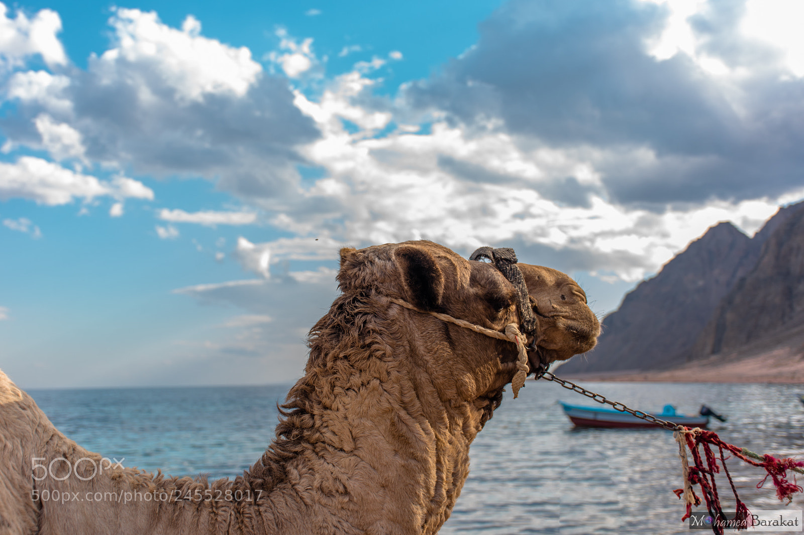 Nikon D5500 sample photo. Camel by the view photography