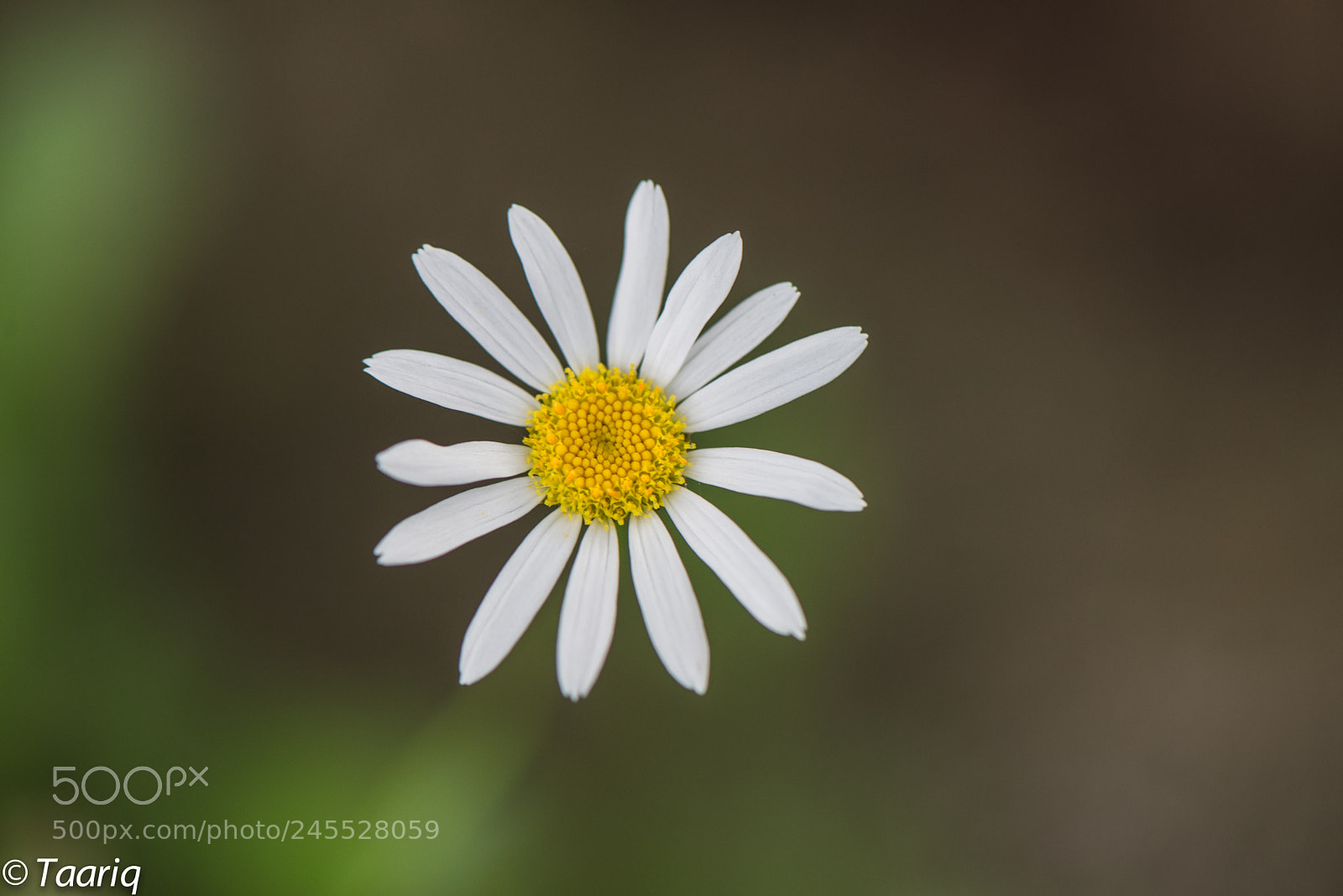 Nikon D610 sample photo. Daisy flower photography