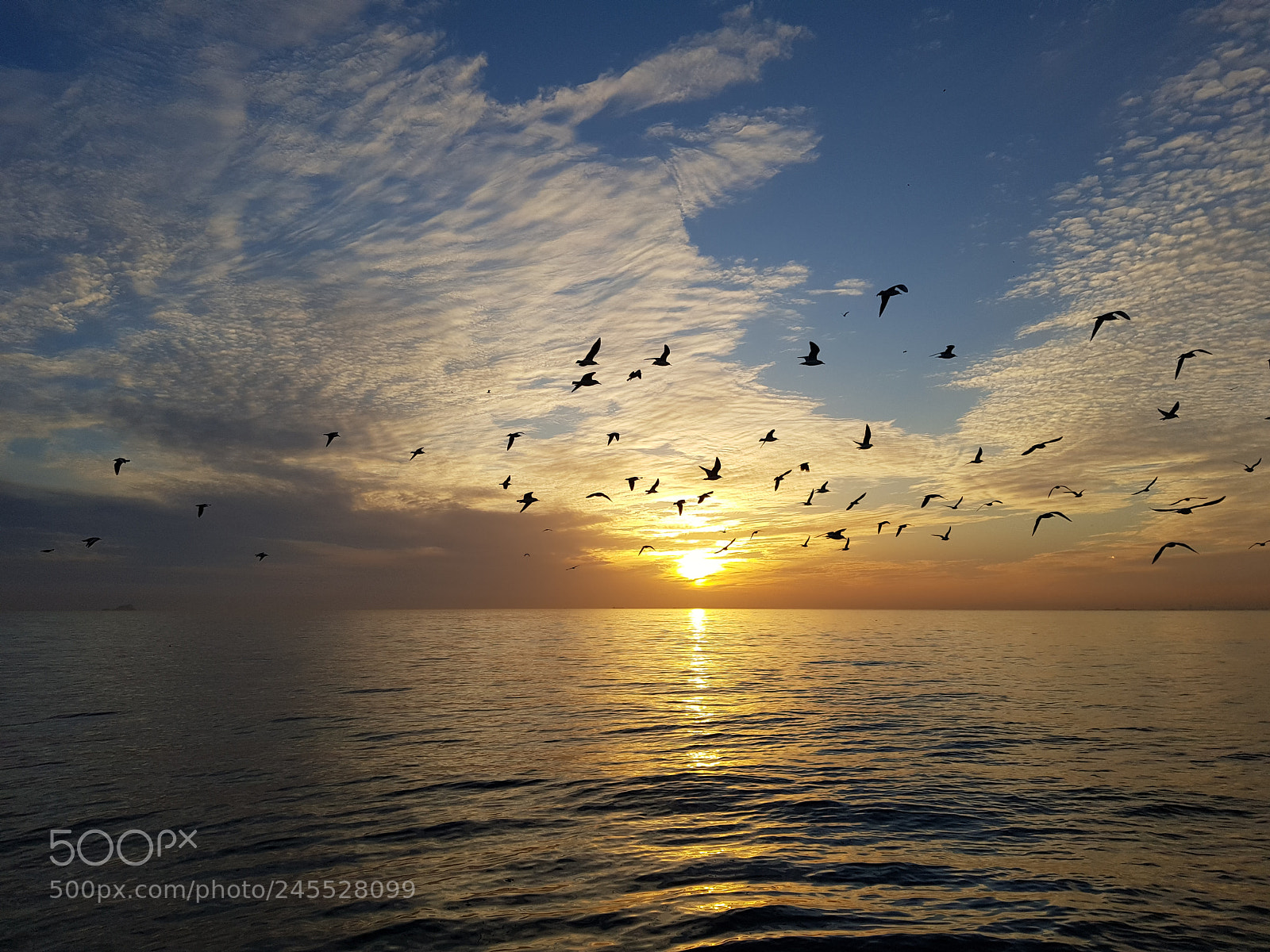 Samsung Galaxy S8+ sample photo. Sunset and seagulls photography