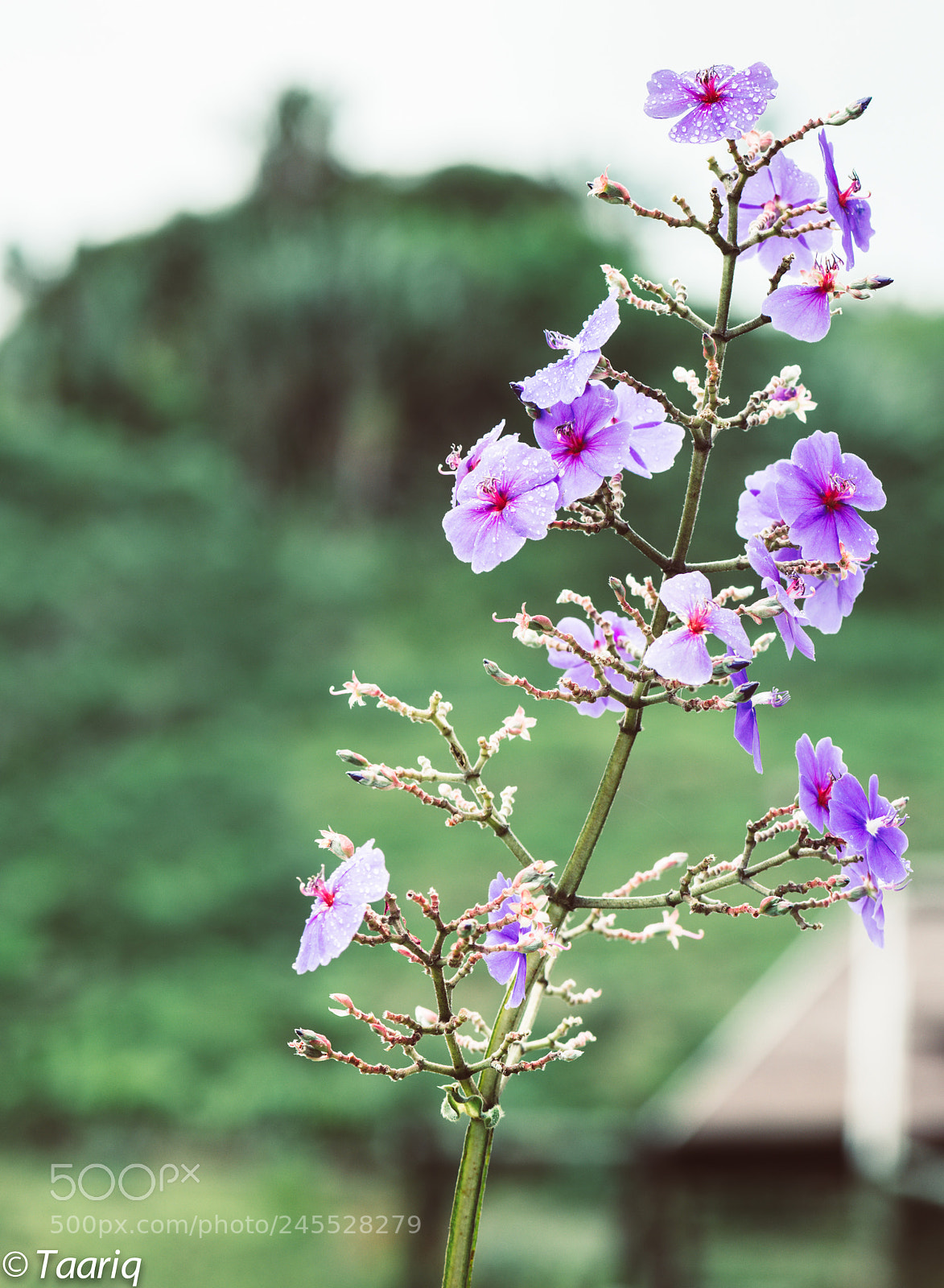 Nikon D610 sample photo. Flowers .. photography