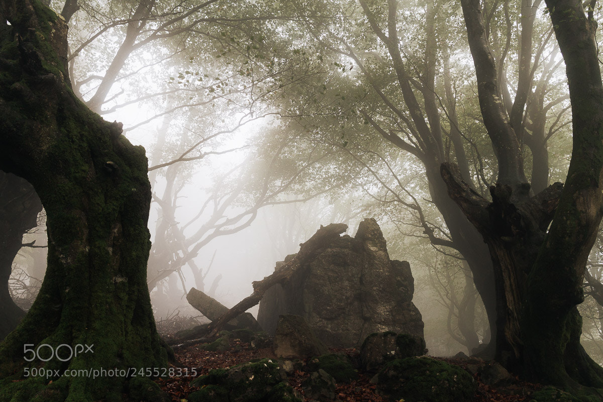 Canon EOS M sample photo. Woodnrock photography