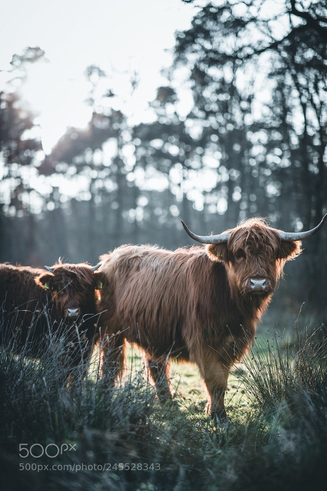 Canon EOS 5D Mark IV sample photo. ↟scottish highland cows ↟ photography