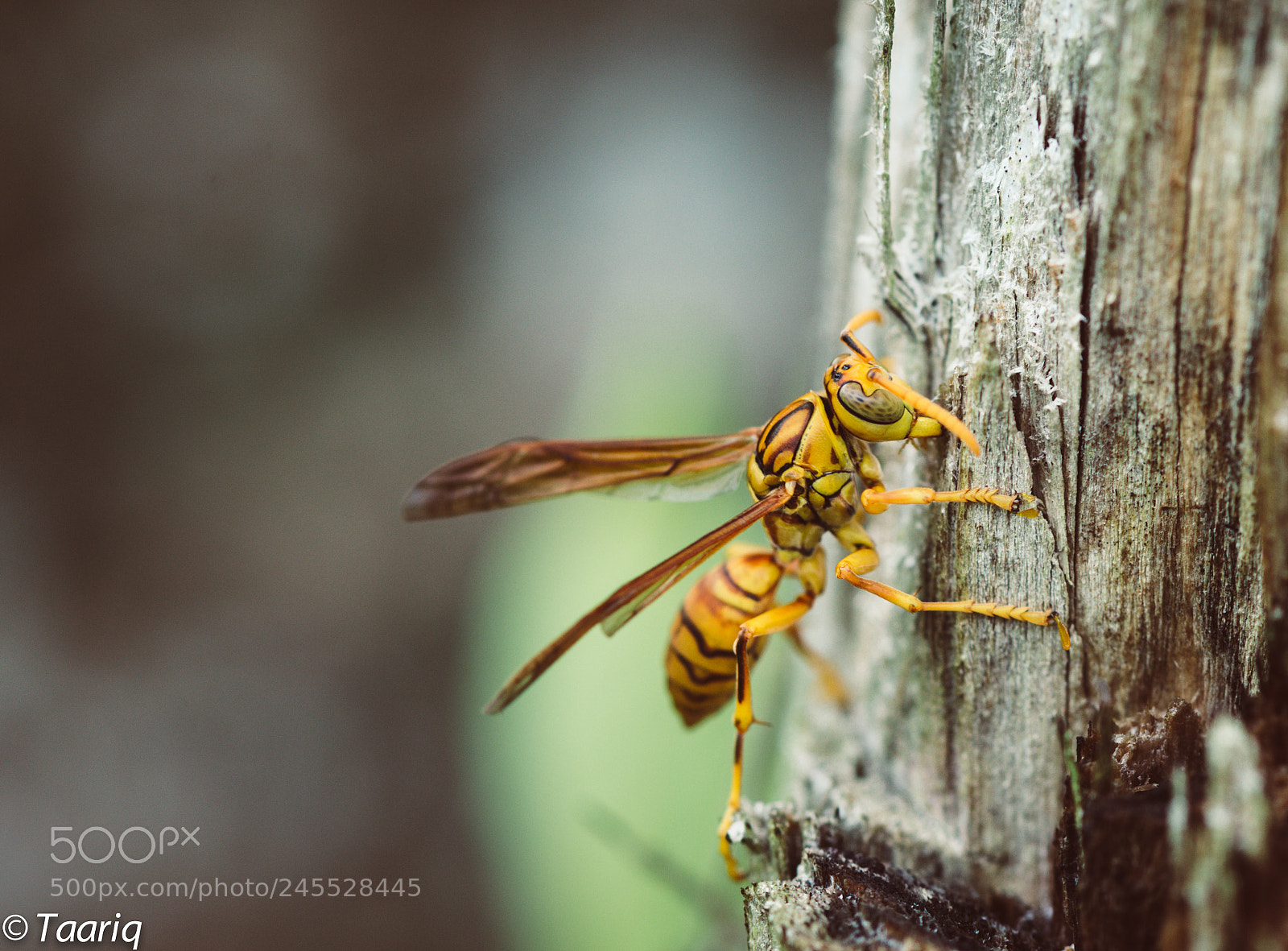 Nikon D610 sample photo. Yellow bee .. photography