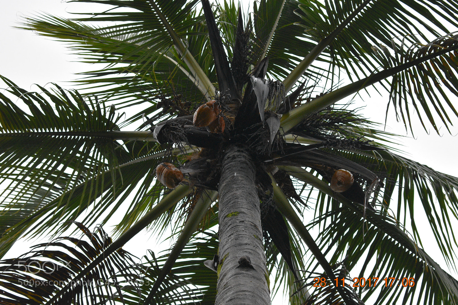 Nikon D3400 sample photo. She's a coconut girl photography