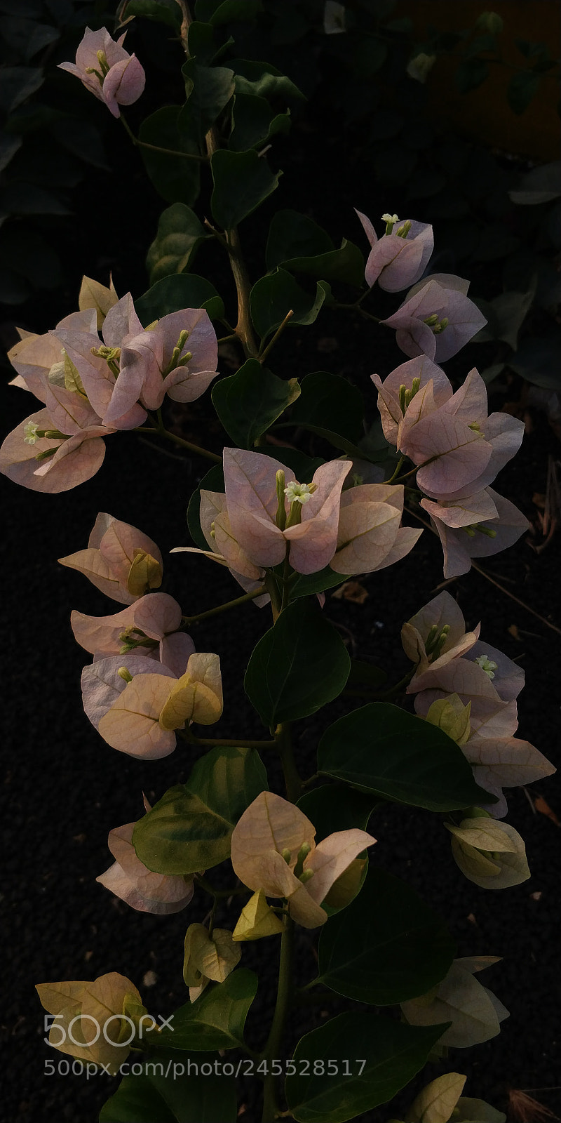 OnePlus 5T sample photo. Bougainvillea photography