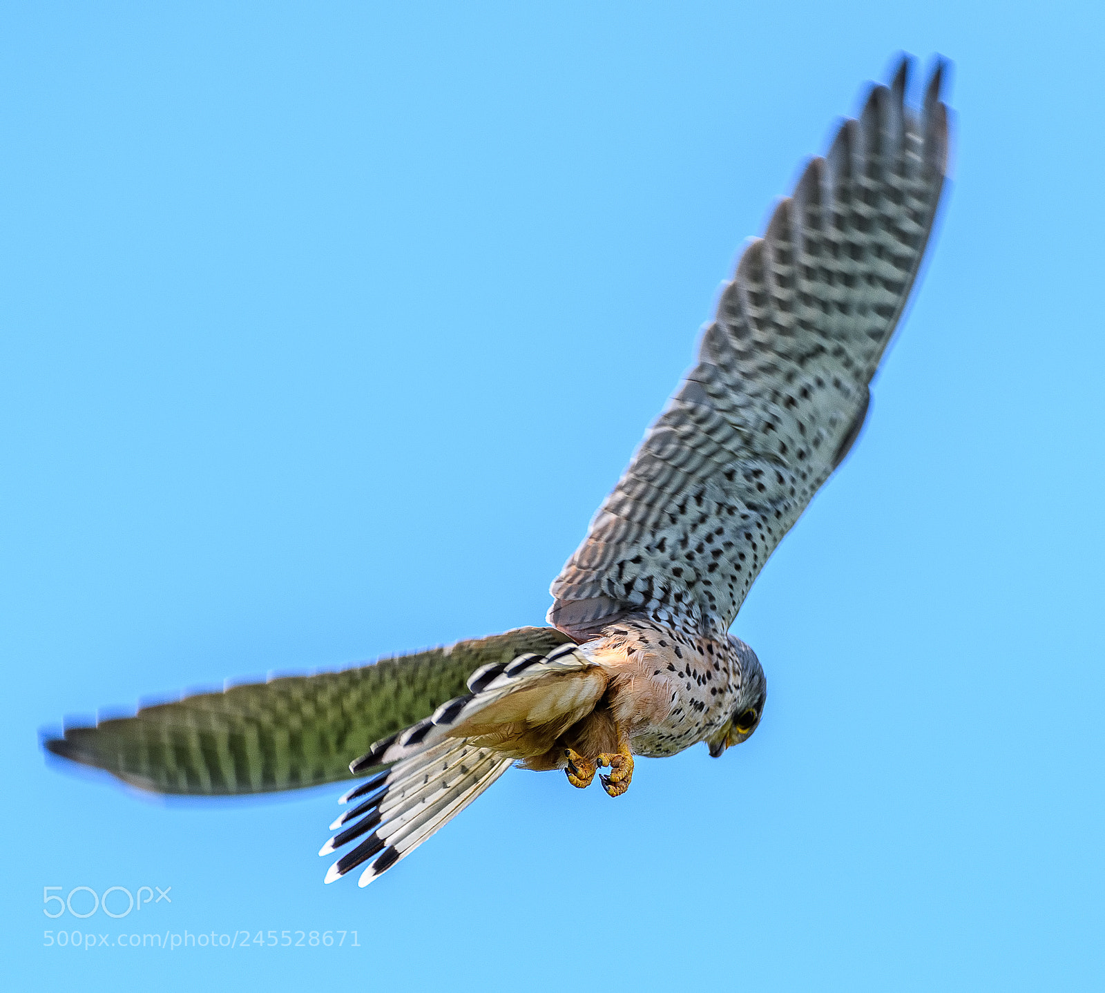 Nikon D500 sample photo. Male kestrel hovering at photography