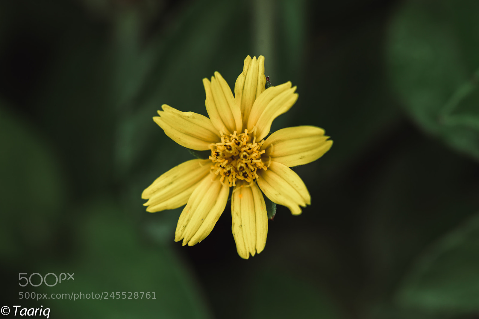 Nikon D610 sample photo. Yellow flower photography