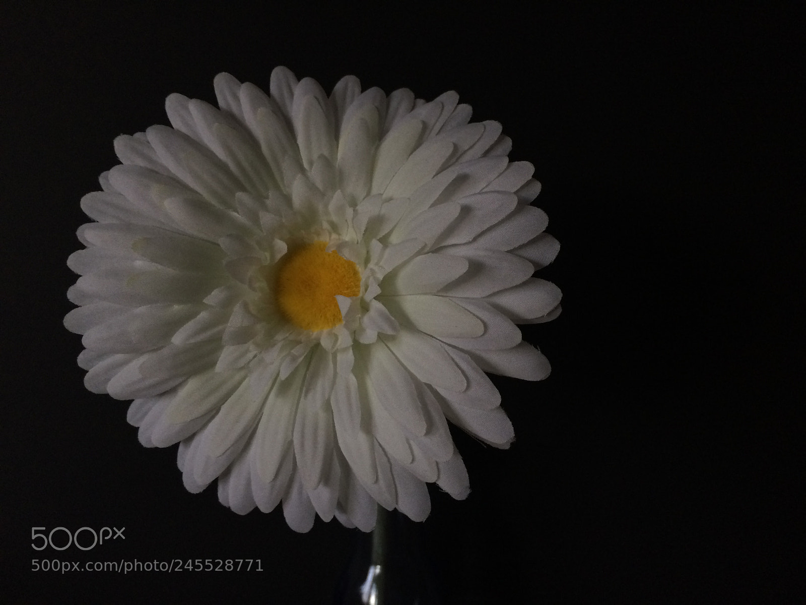 Apple iPhone 5s sample photo. Flower photography