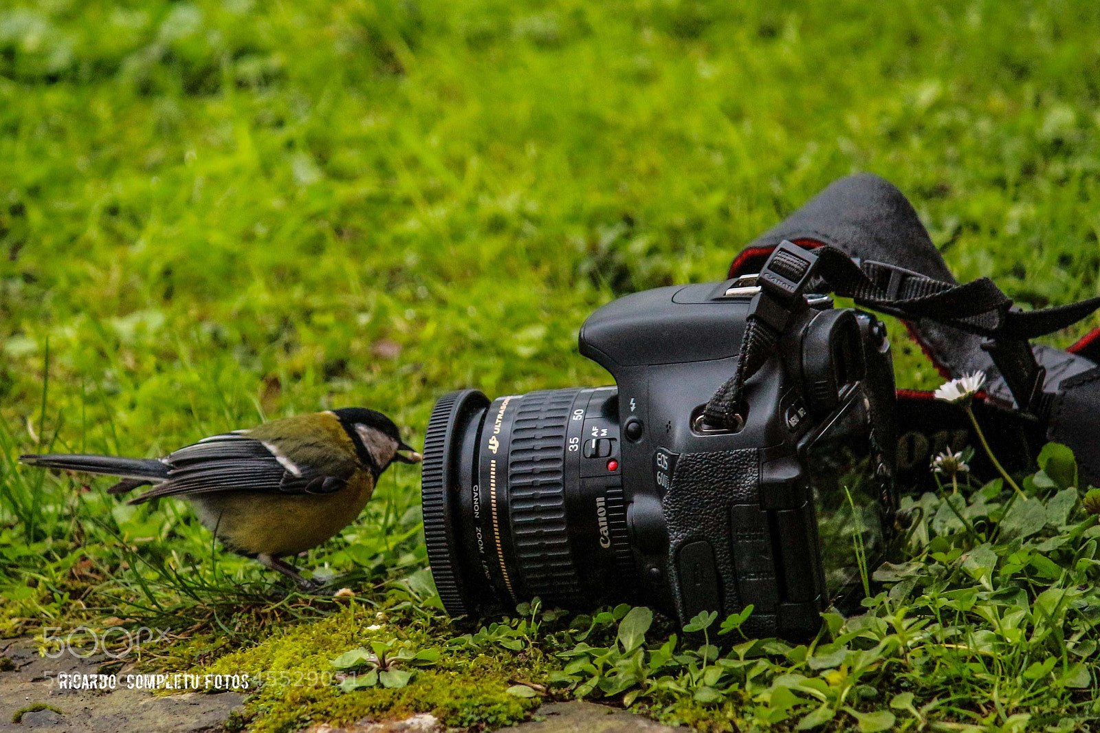 Canon EOS 700D (EOS Rebel T5i / EOS Kiss X7i) sample photo. La curiosidad photography