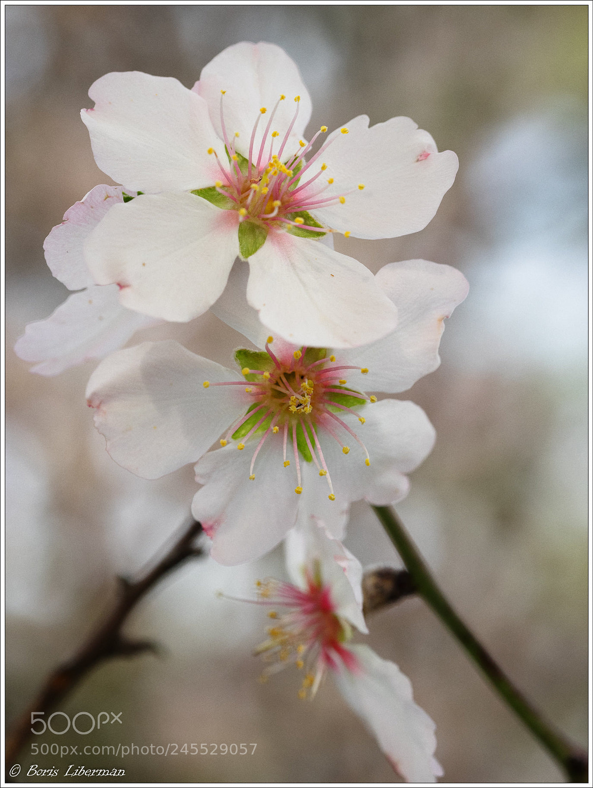 Olympus OM-D E-M1 sample photo. Blooming almonds photography