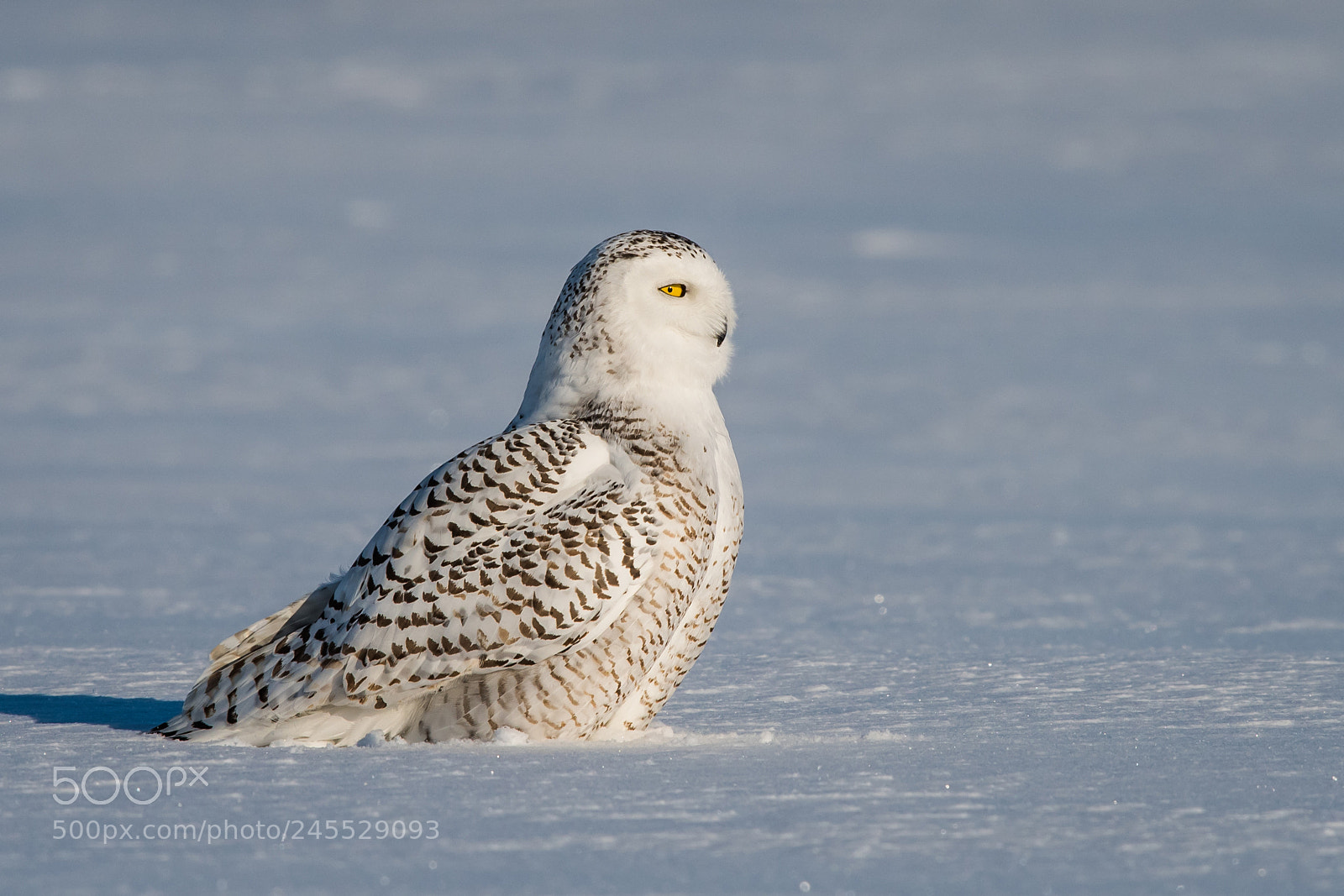 Nikon D500 sample photo. Snowy owl photography