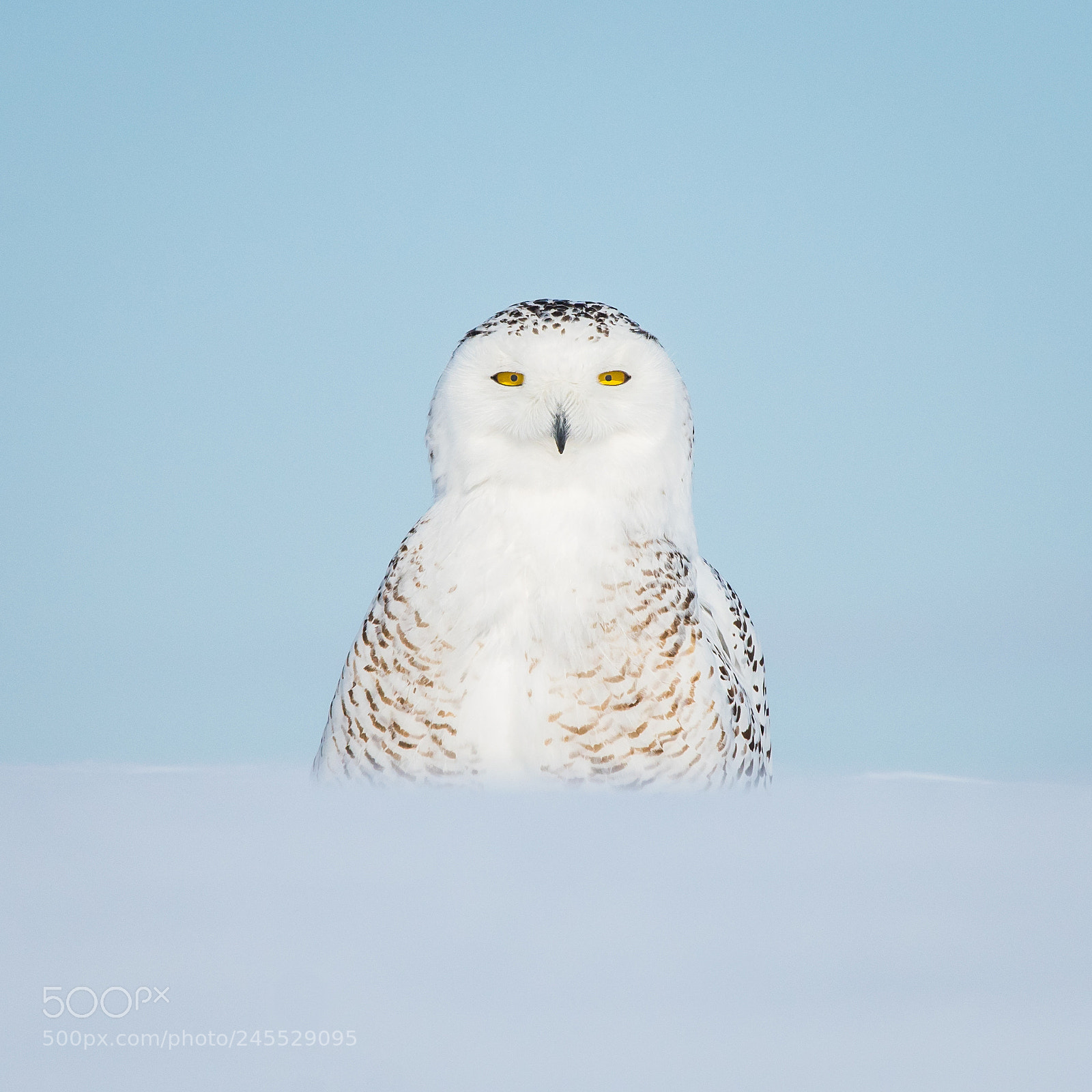 Nikon D500 sample photo. Snowy owl photography