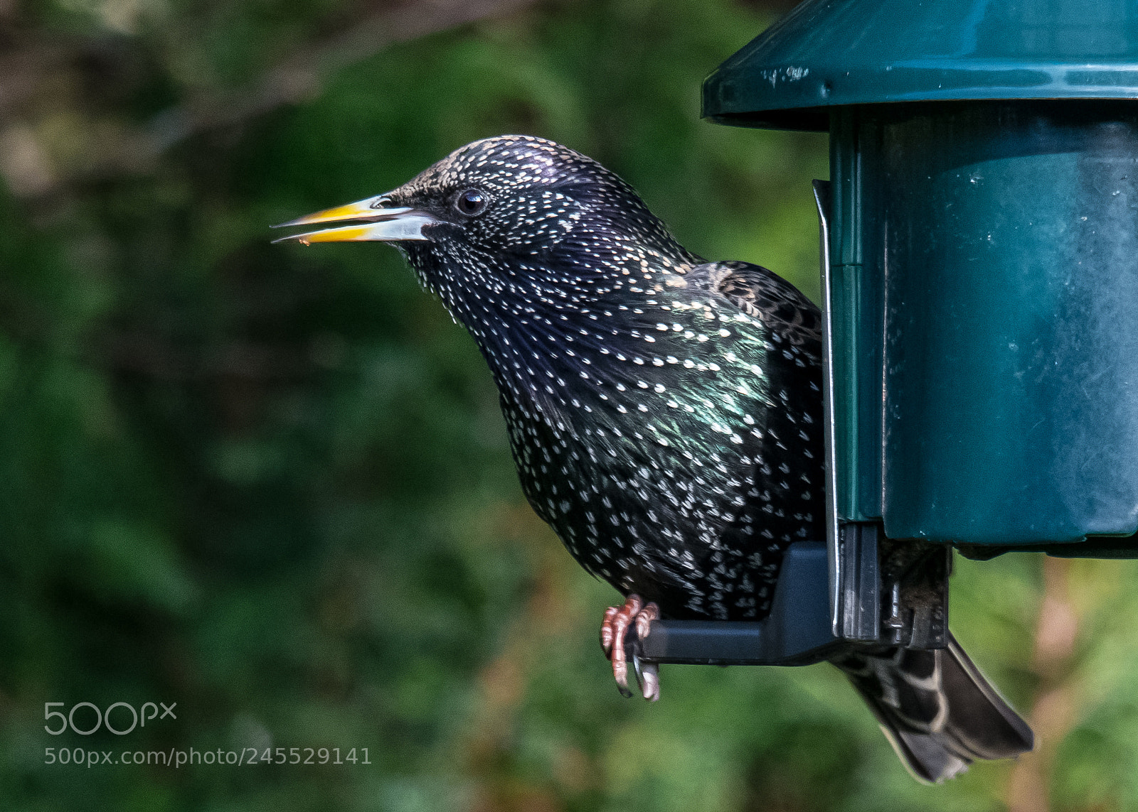 Nikon D850 sample photo. The predator photography