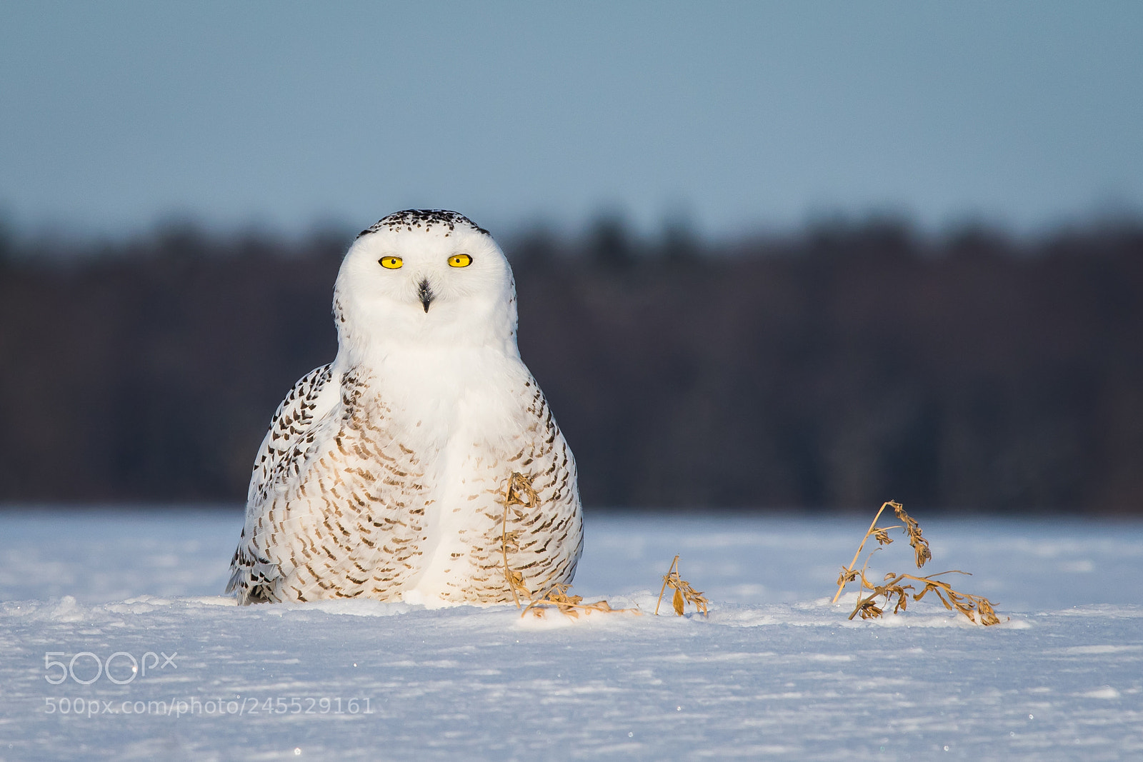 Nikon D500 sample photo. Snowy owl photography