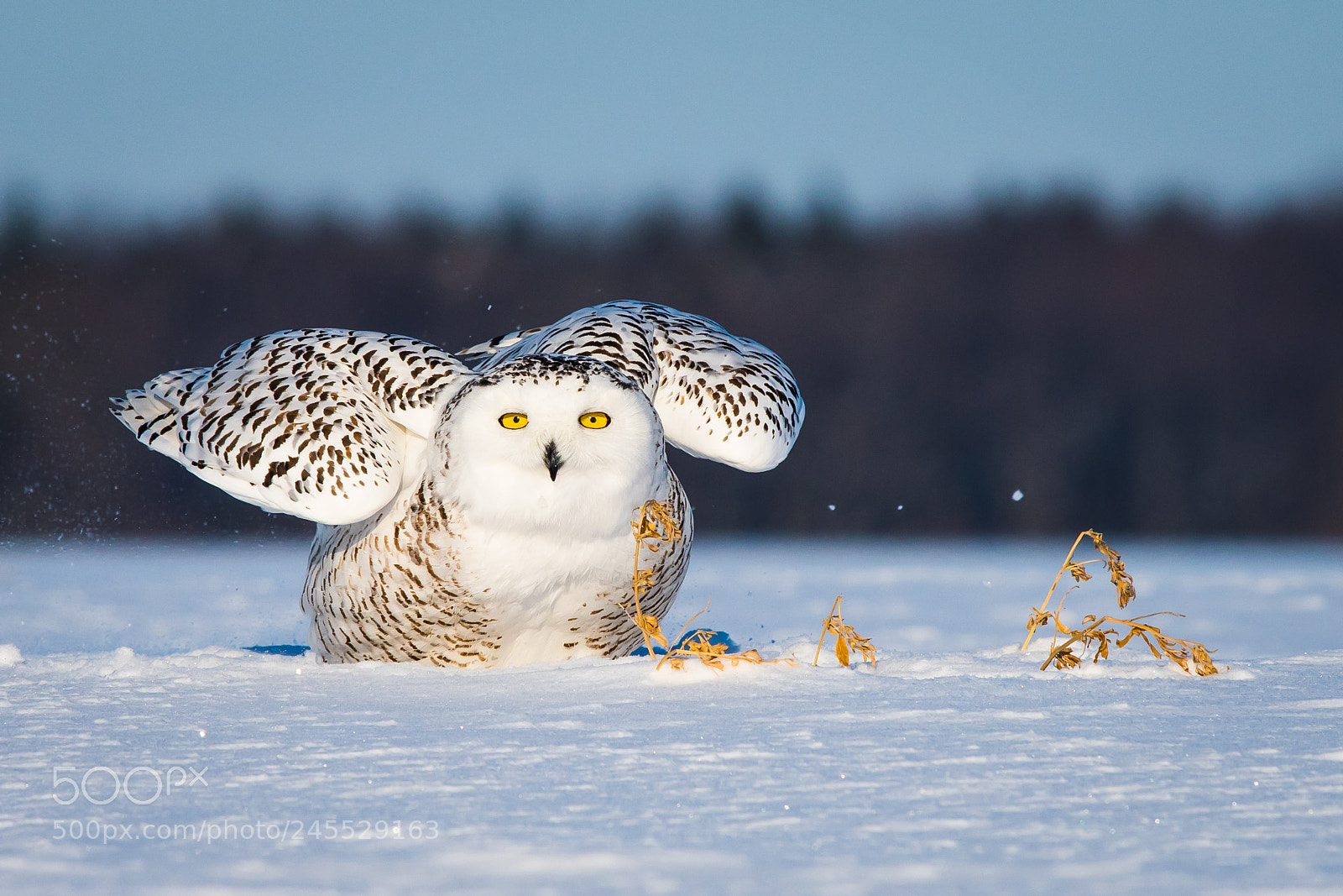 Nikon D500 sample photo. Snowy owl photography