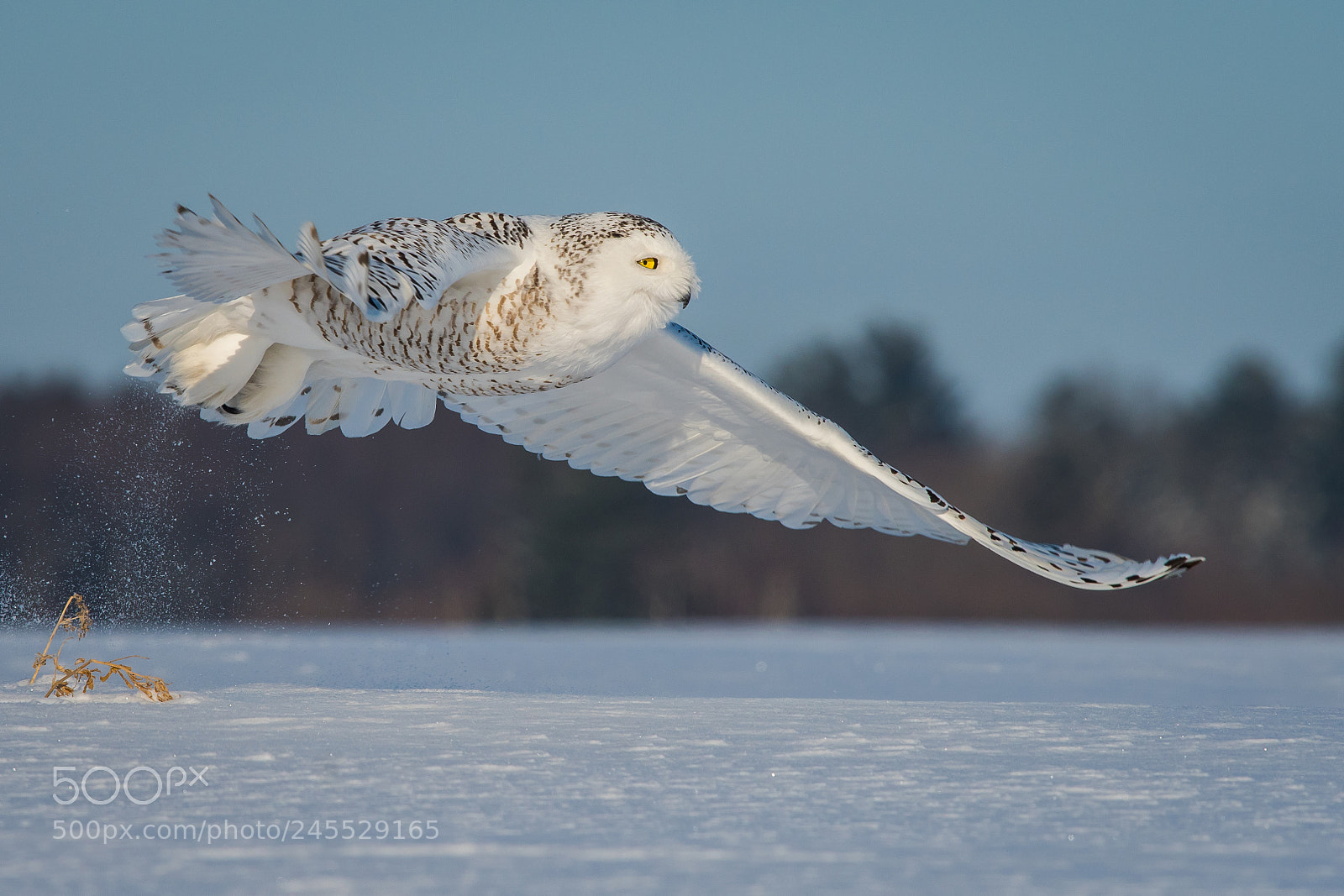 Nikon D500 sample photo. Snowy owl photography