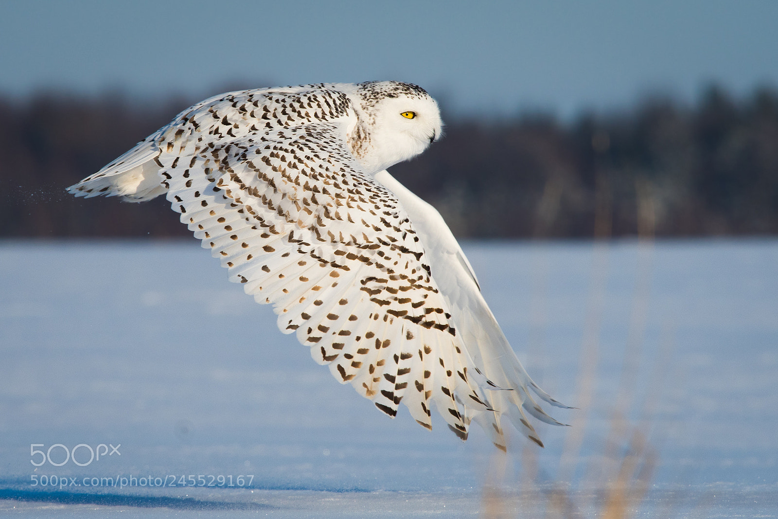 Nikon D500 sample photo. Snowy owl photography