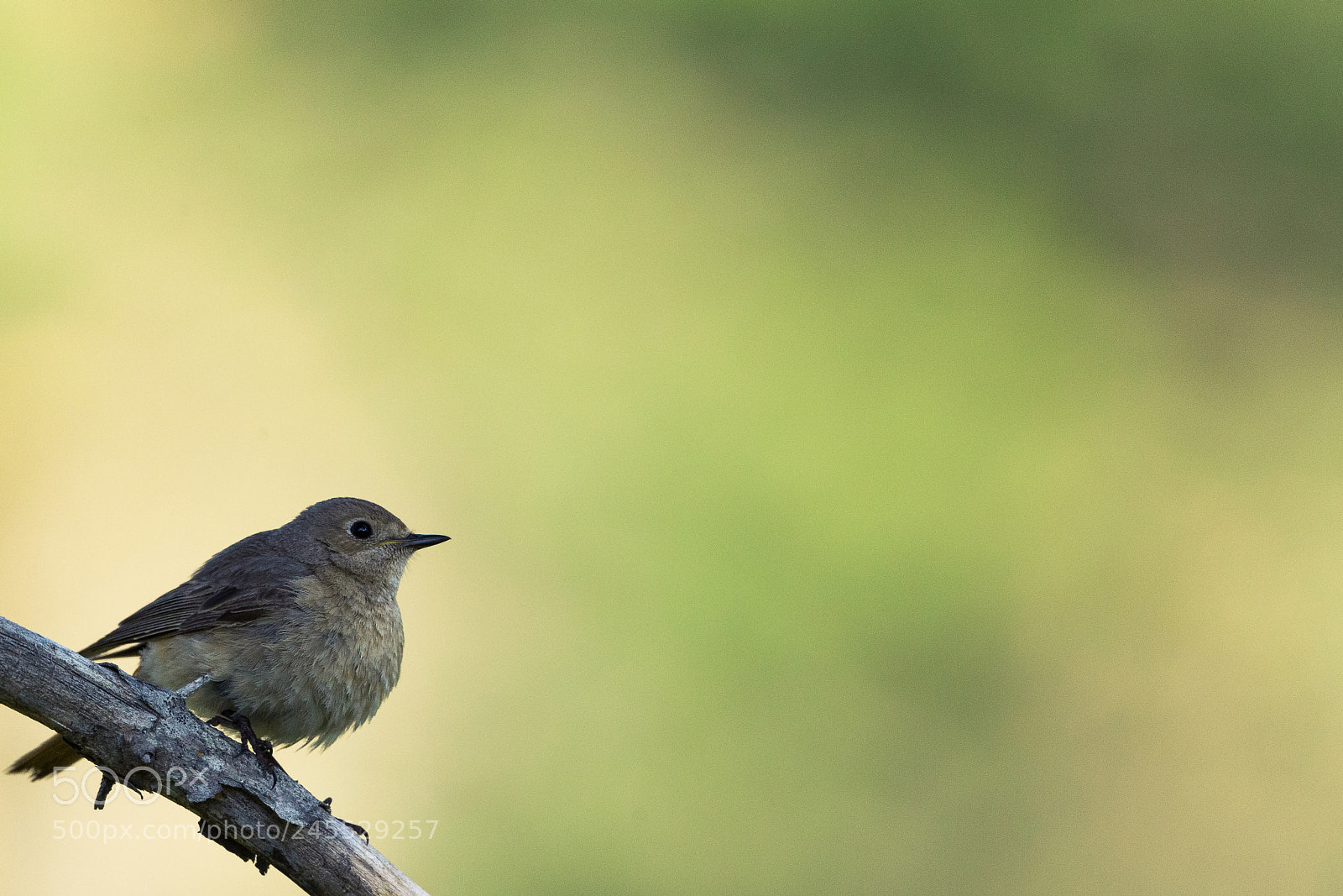 Canon EOS-1D X sample photo. Female redstart photography
