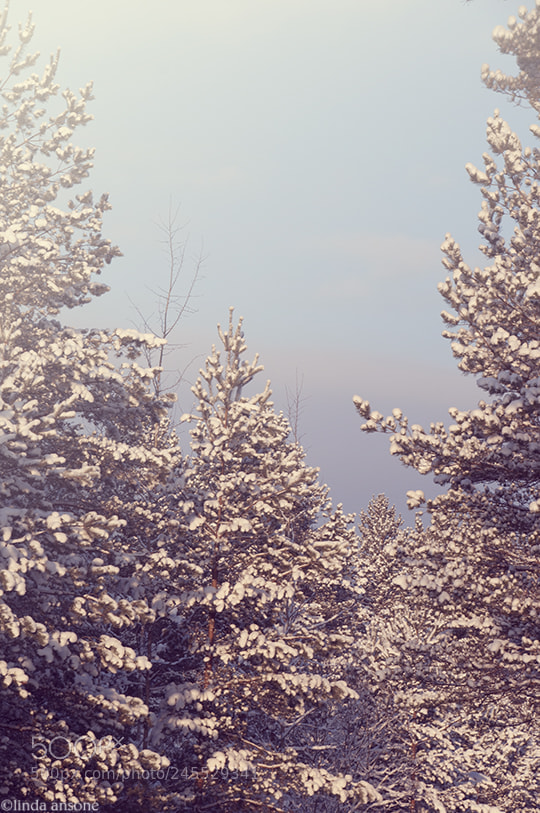 Nikon D5000 sample photo. Dressed in snow.jpg photography