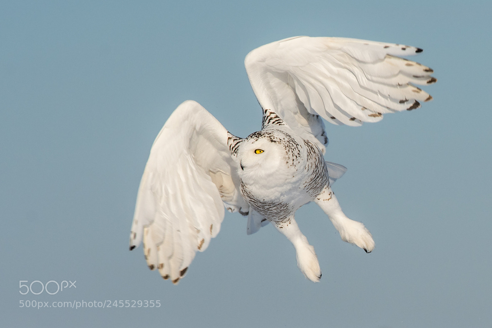 Nikon D500 sample photo. Snowy owl photography